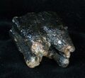 Woolly Rhino Molar - Late Pleistocene #3384-1